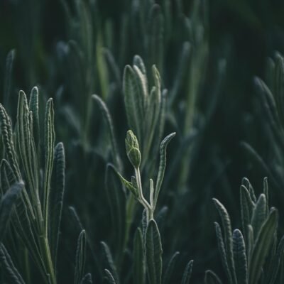 rosemary